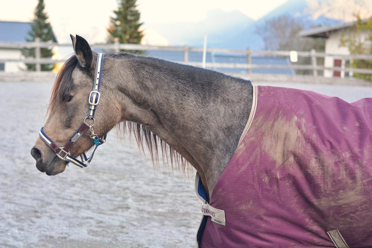 Couverture cheval